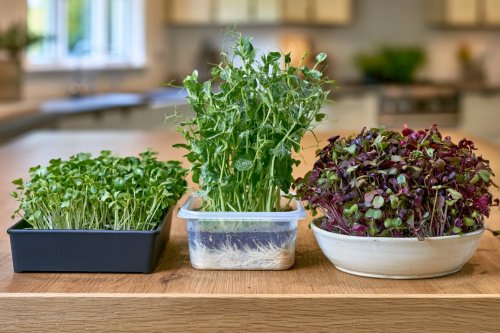 18 Microgreen Container Designs for Smarter Indoor Growing