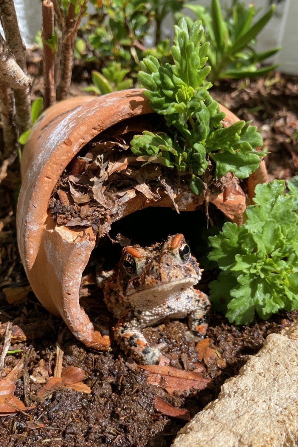 14. Make A Broken Pot Toad Shelter