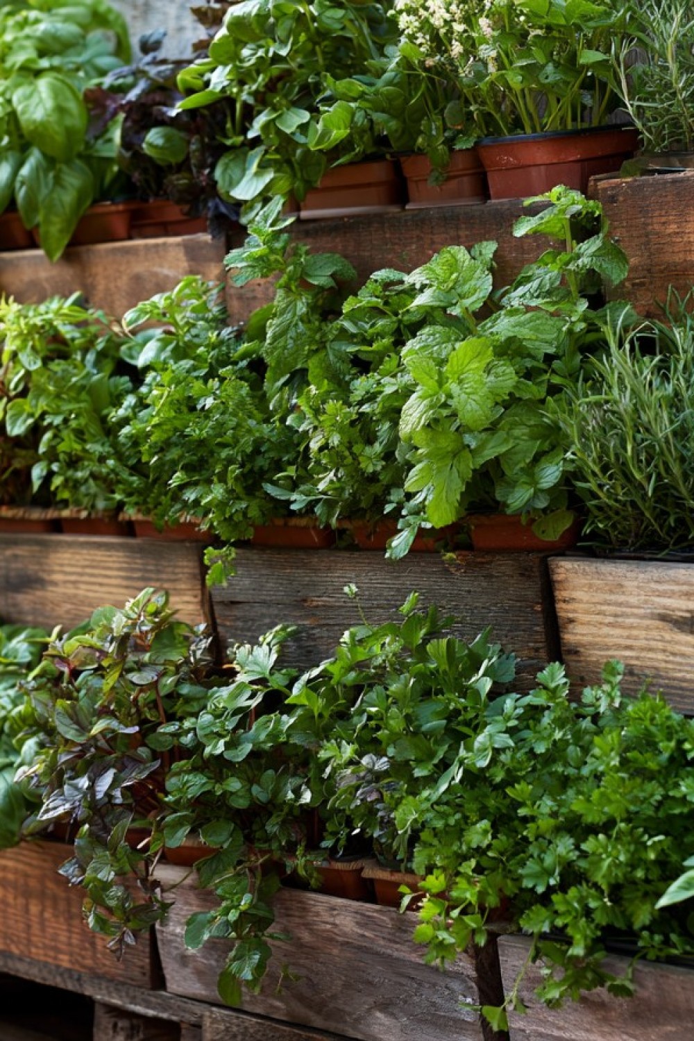 Vertical herb garden designed for an affordable patio makeover