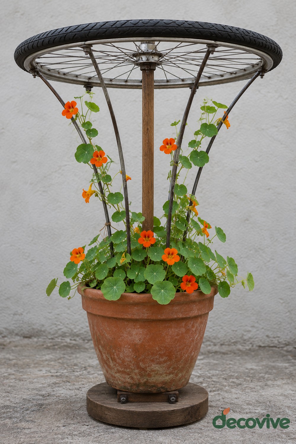 Horizontal bicycle wheel and black tire above a terracotta flowerpot with a central wooden post, sloping supports, and orange nasturtiums